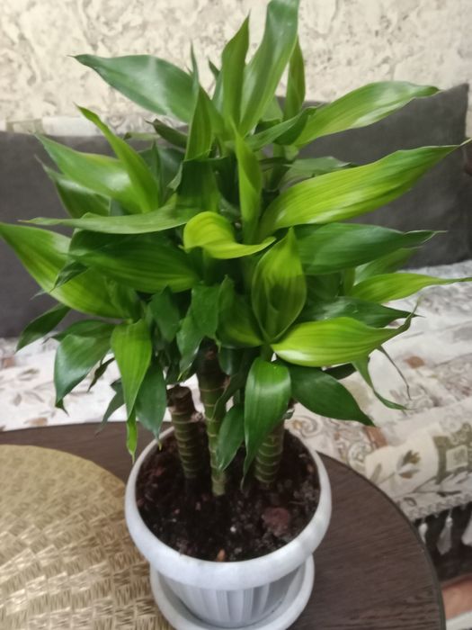 Бамбук Лакки продам