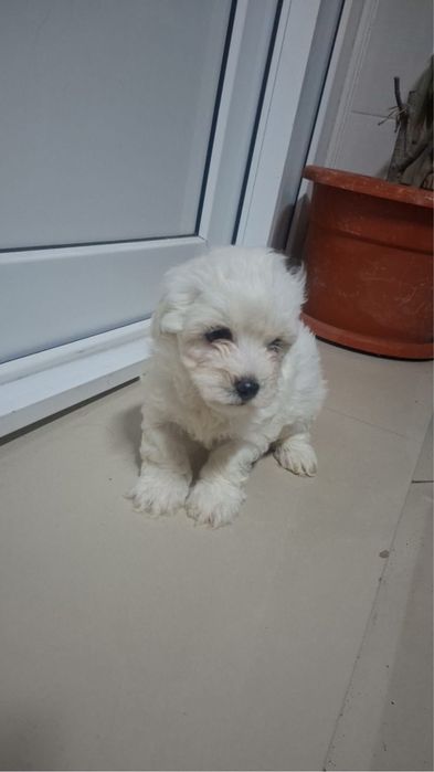 Bichon Maltez Mini Toy