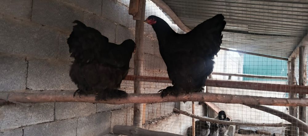 Продам  кур породы брама
