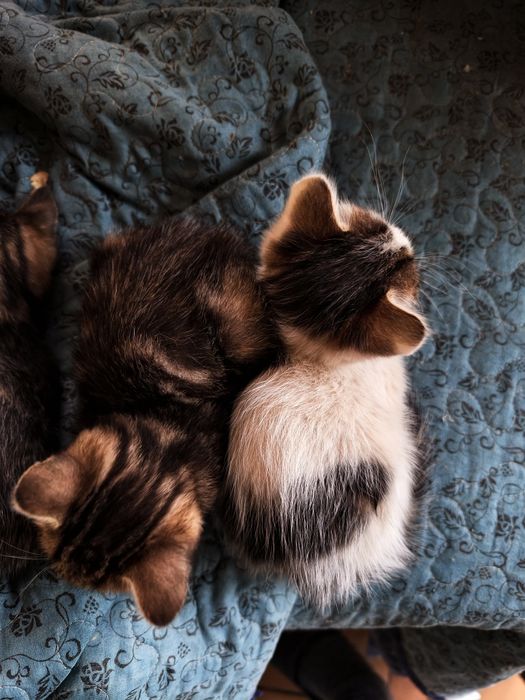Отдам котиков в добрые руки