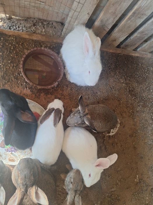 Zotlik quyonlar sotiladi