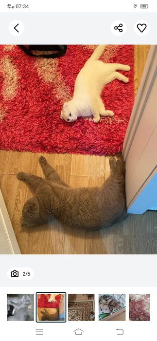 Передержка домашних животных