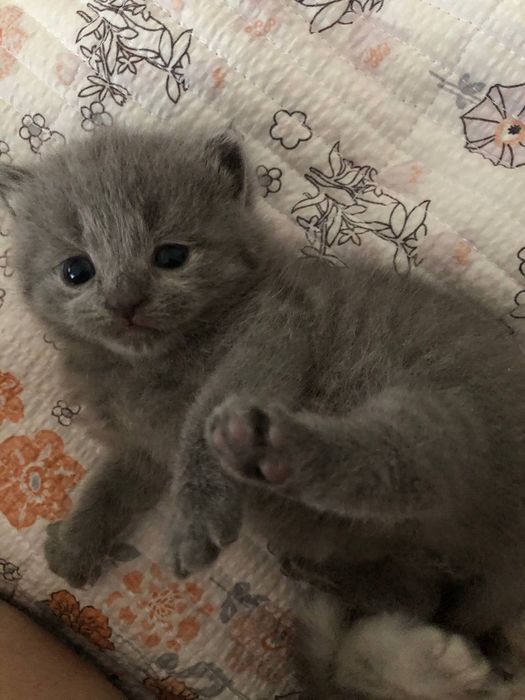 Ona va bola mushuklar sotiladi. Bolachalari 1 oylik . Toza mushukchala