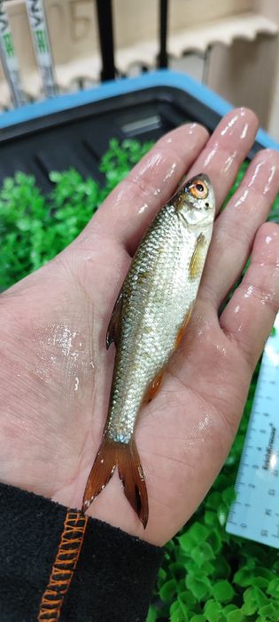 Живец плотва, пескарь