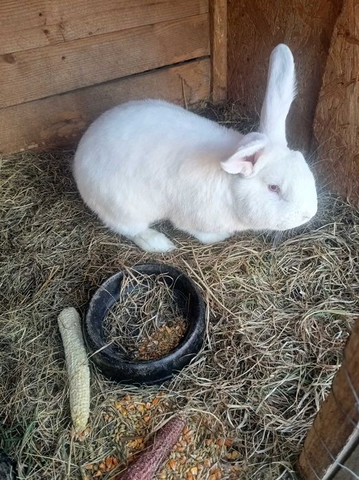 Vând sau schimb 2 iepurii masculi sau schimb cu femelee