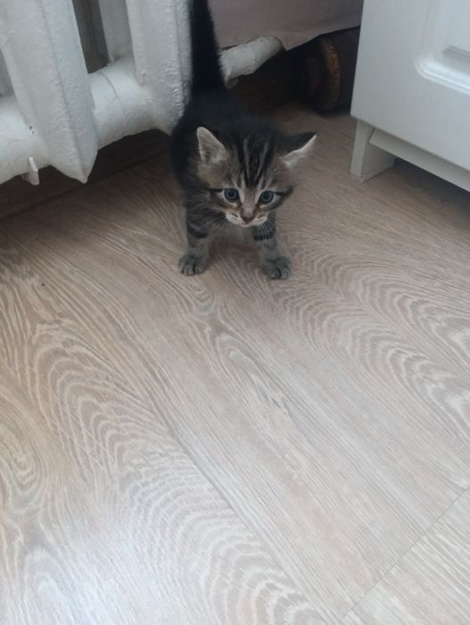 Продам месячного котенка