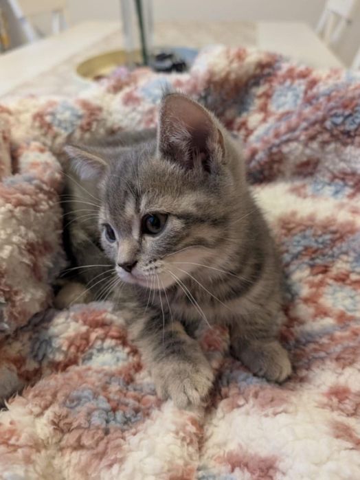 Siberiana de pădure