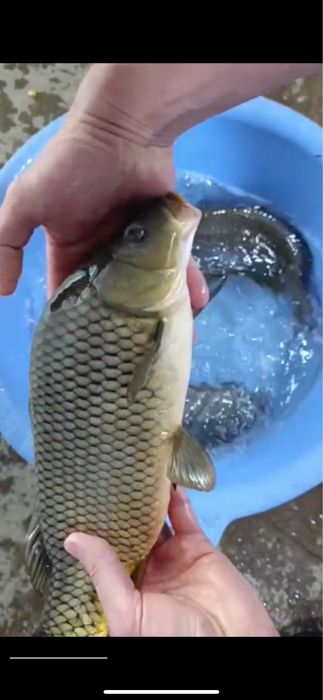 Рыбалочка Серебристые пруды