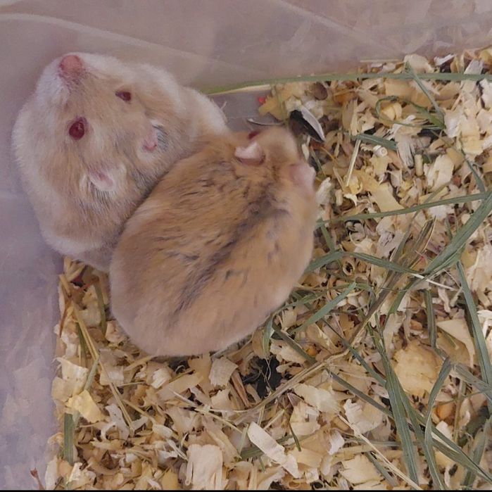 Джунгарики рыжие