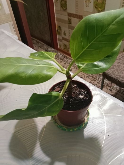 Фикус бенгальский продам