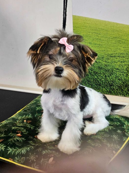 Йоркширски териер Бивер