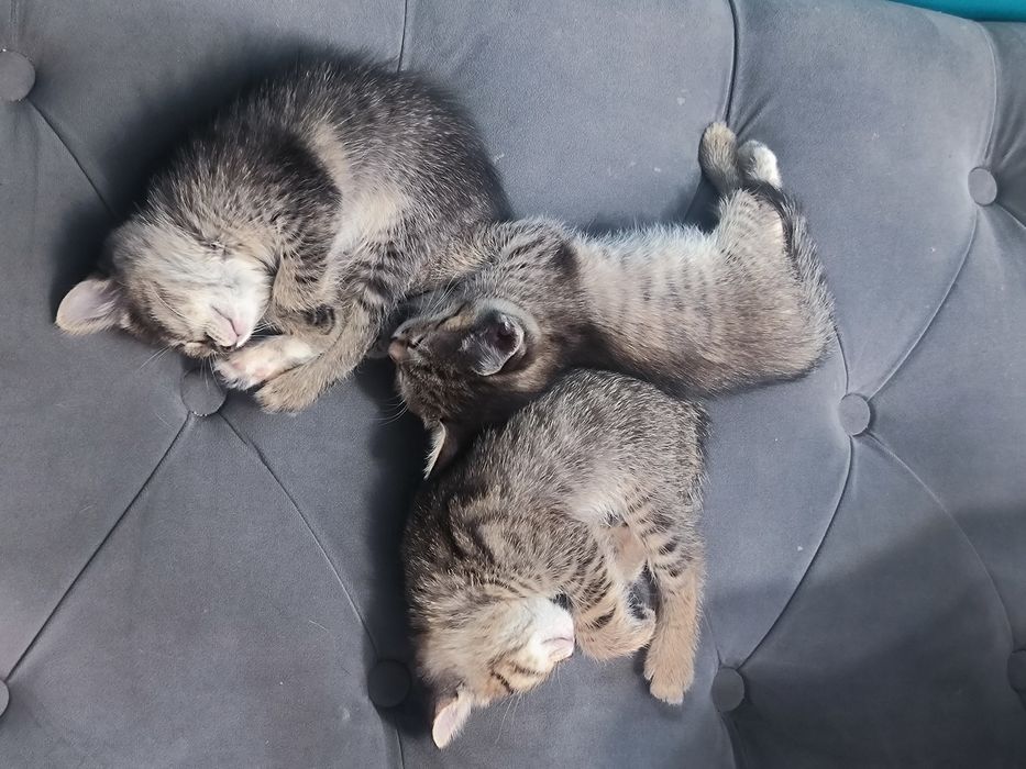 Отдаем котят крыселовов