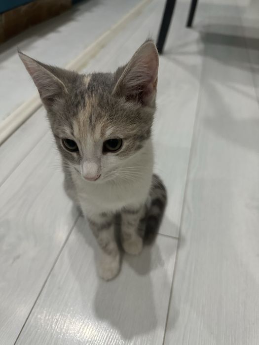 Котенок в добрые руки