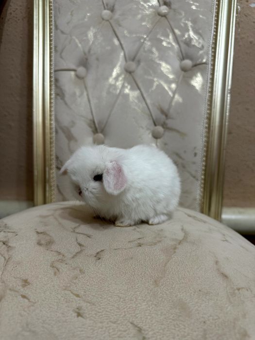 “O‘zbekistonda kamyob, Minilop Splint quyonlari – Premium daraja