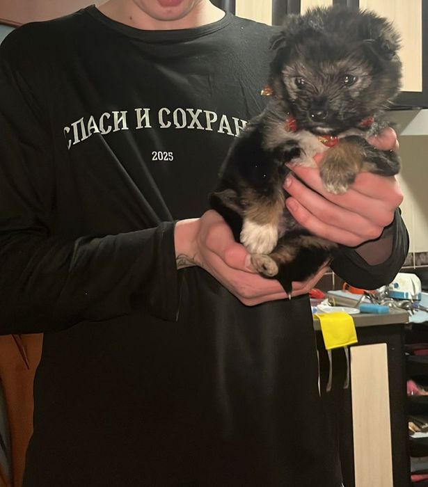 Отдам в добрые руки щенков, мама болонка , папа не знаем кто