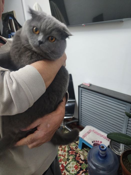 Кот на вязку!Мушук эркаги заказга.