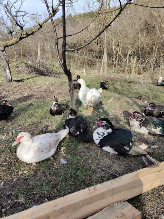 Неми патици мъжки и женски
