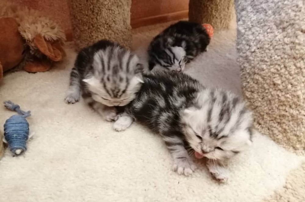 Продаётся пародистые котята