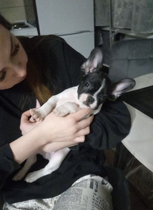 Французский бульдог