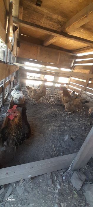 Продам кур и петуха
