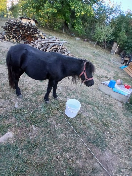 De vânzare ponei