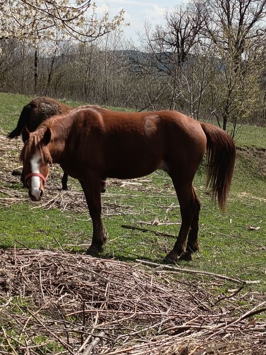 Vând mânz de 1an și o luna