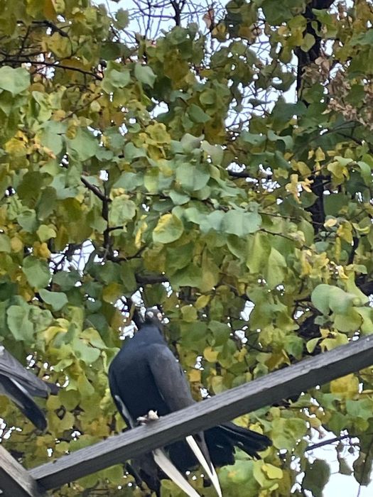 Голуби с лохмами