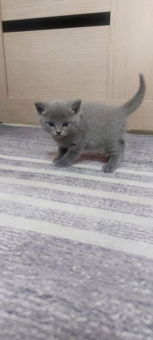Британские Котята