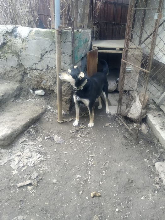 Отдам собаку злую