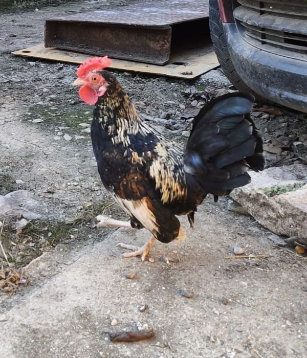 Vând 2 cocoși liliputi/pitici