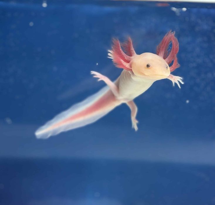 Axolotl Leucistic si Wild