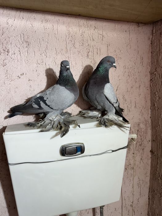 Продам Рантовых Голубей