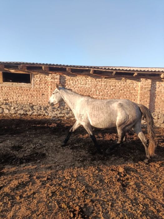 Продам лошадей возраст 4-5