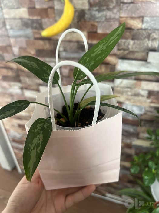 Цена за все Зензи, Стендапсус екзотика, Аглаонема мариа, Фикус,Епипрем