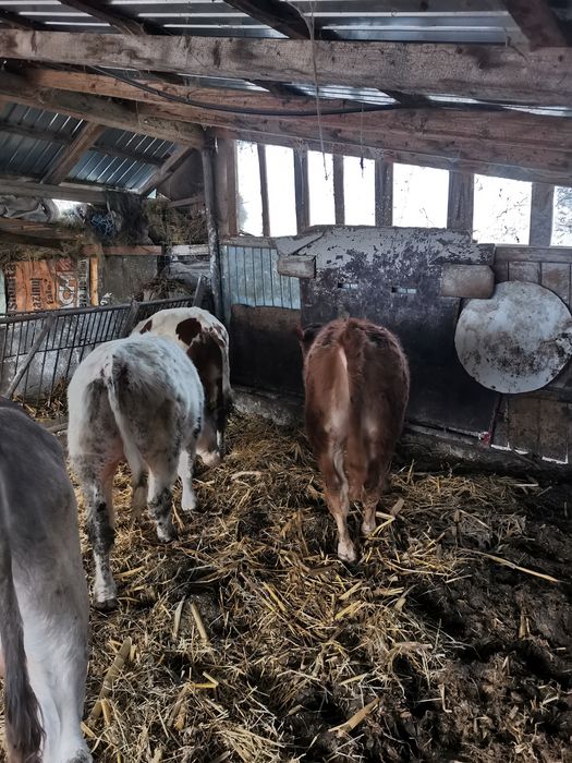 Vand 9 viței cu o medie de 290