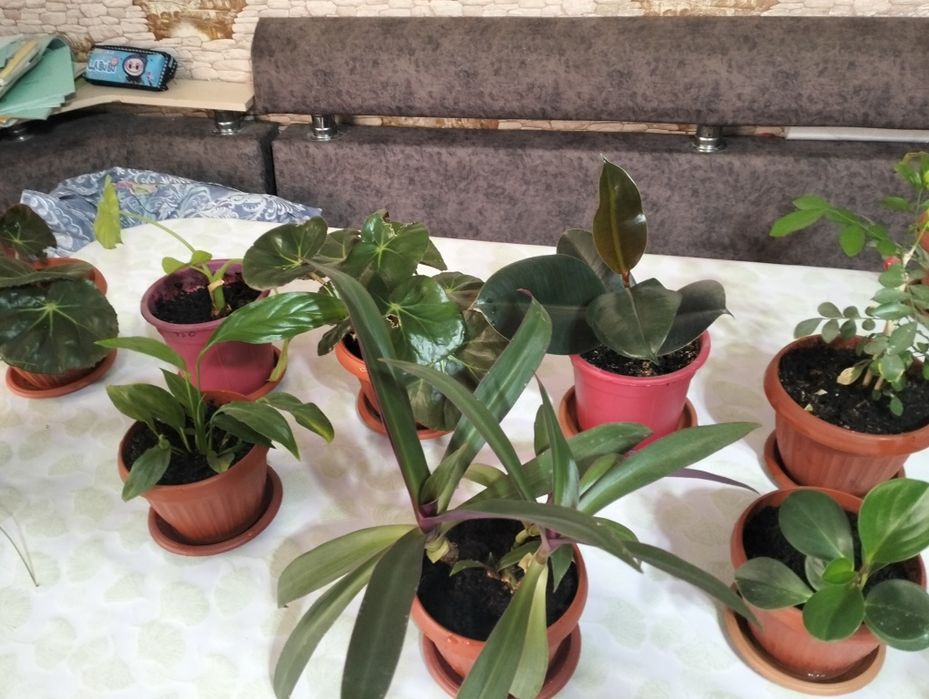 Домашние цветы разные