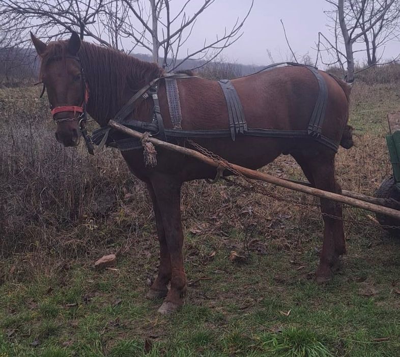 Vand cal ,bun și cuminte