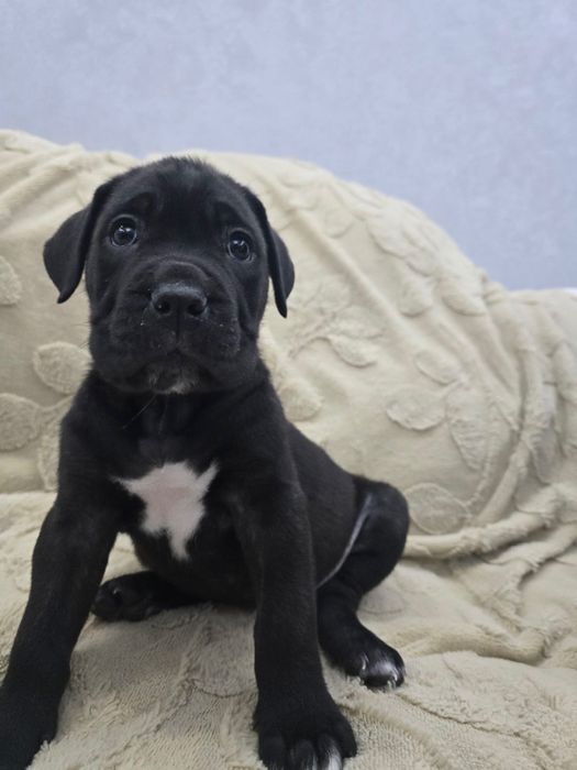 Продаются щенки Кане Корсо