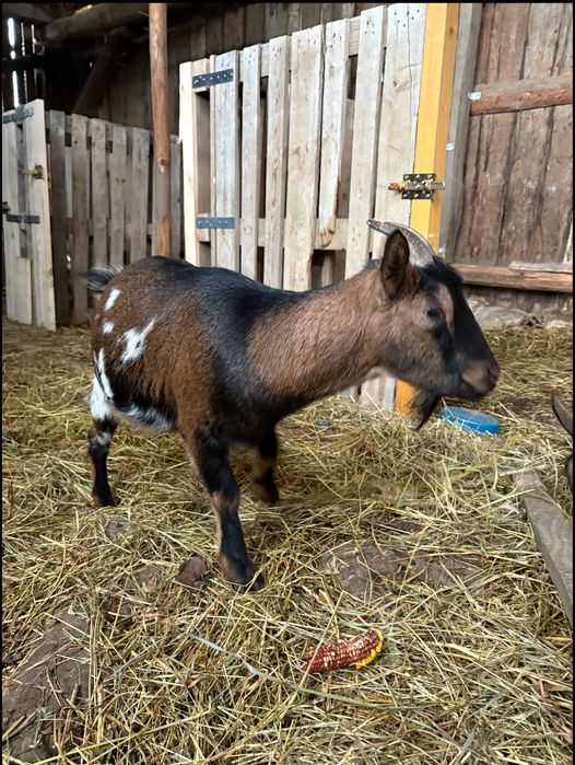Capra pitica gestanta