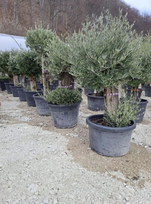 Plante ornamentale de vanzare
