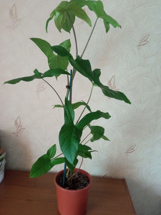 Продам сингониум.