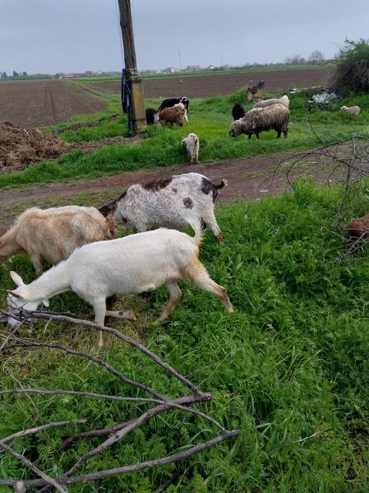 Vând capre bune de lapte