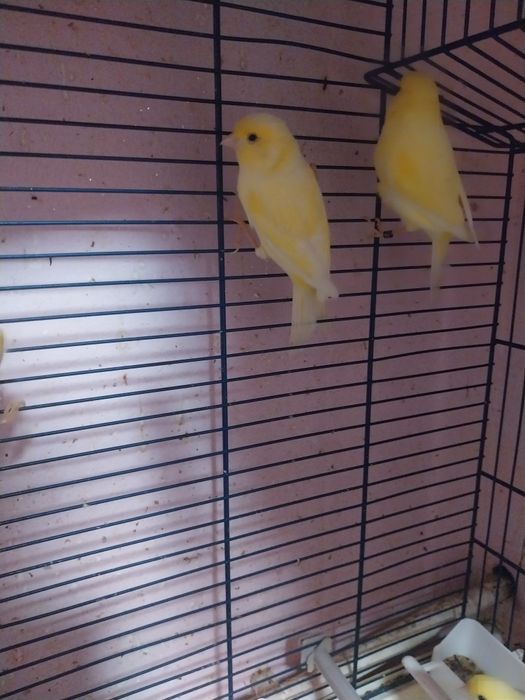 Canari ciapleri tineri