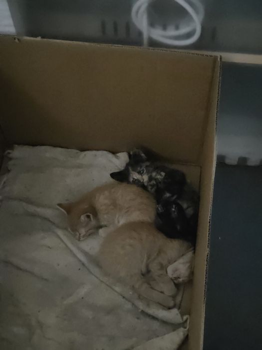 Котята в добрые руки