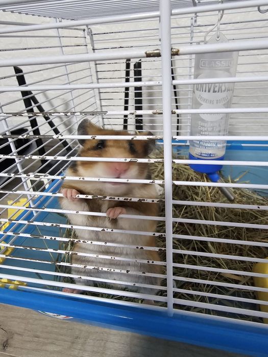 Hamster  femela adult