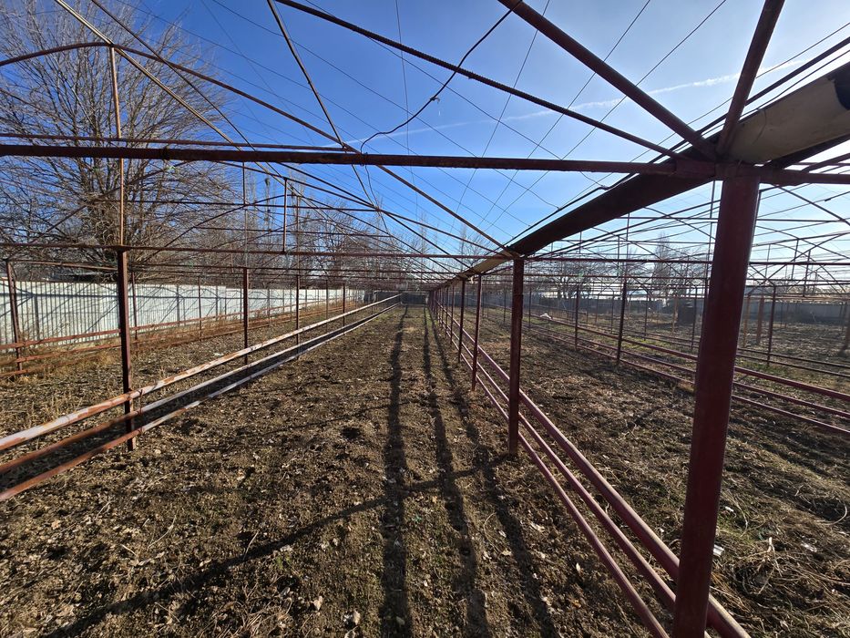 Теплица дмитровта