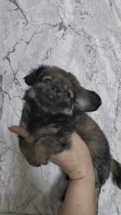 Продаются щенки чихуахуа