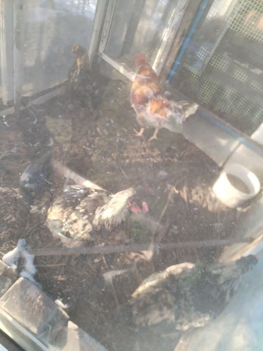 Продам индка, бролеров и питухов