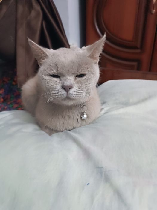 Scottish straight sotiladi