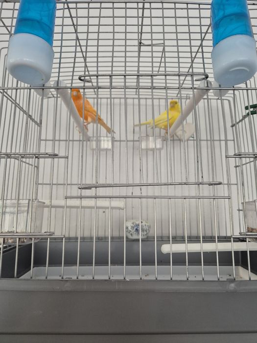 Канарейки самцы 2 штуки